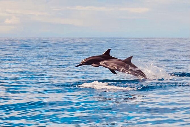 Dolphin Watching and Snorkeling on the West Coast of Oahu - Getting There from Waikiki: Shuttle Time and What to Pack