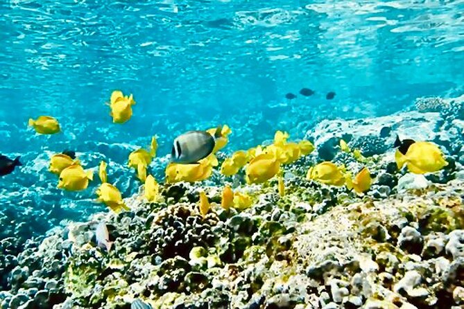 Dolphin Watching and Snorkeling on the West Coast of Oahu - Snorkeling Turtle Rock Reef: Sea Turtles, Fish, and Entry Tips