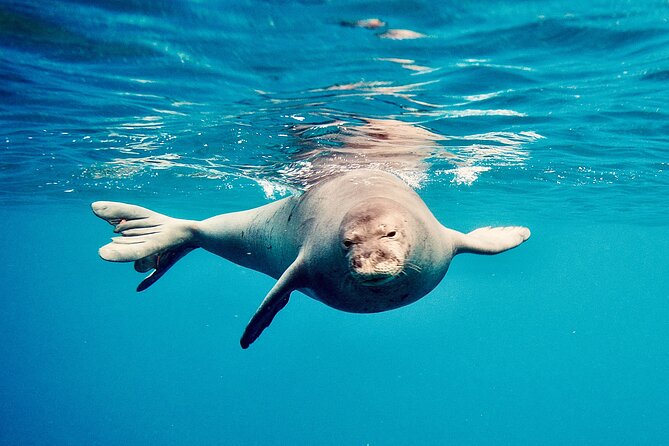 Dolphin Watching and Snorkeling on the West Coast of Oahu - Price and Value for $156: What You’re Paying For