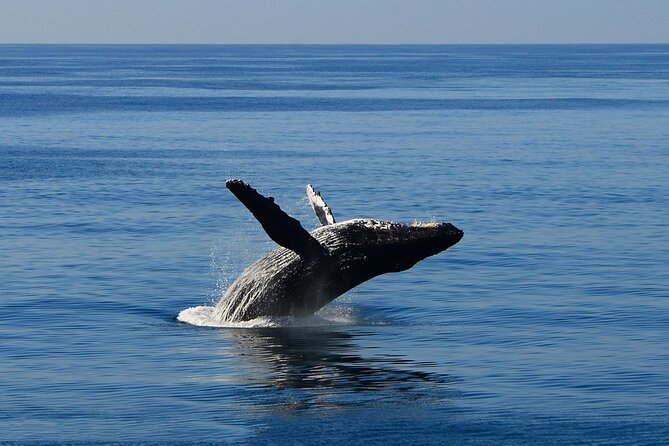 Early Bird Whale Watching Cruise from Waikiki - Morning vs. Later: Why 9:15 in Waikiki Can Be a Win