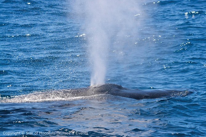 Early Bird Whale Watching Cruise from Waikiki - The Naturalist Moment: Live Narration That Helps You Spot More