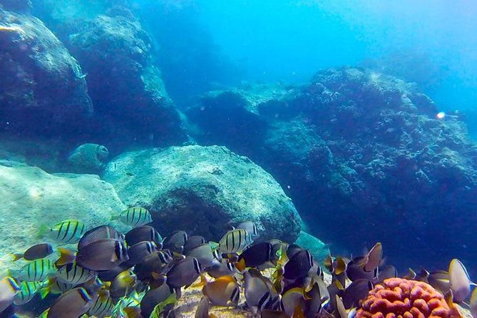 First-Time Scuba Diving in Honolulu + Free Videos - Key things I’d bookmark before you go