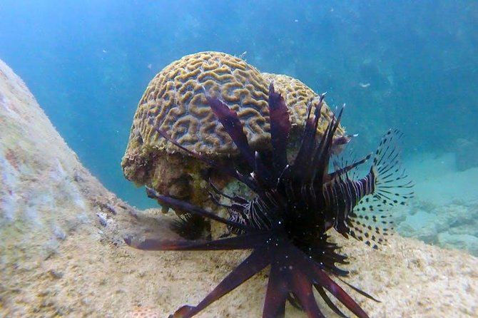 First-Time Scuba Diving in Honolulu + Free Videos - Who this scuba lesson fits best (and who should think twice)