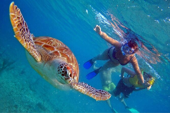 Full Day Oahu Circle Island -Turtle Beach Snorkel at North Shore - Key highlights at a glance