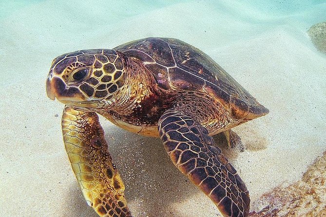 Full Day Oahu Circle Island -Turtle Beach Snorkel at North Shore - First light start: getting out of Waikiki smoothly