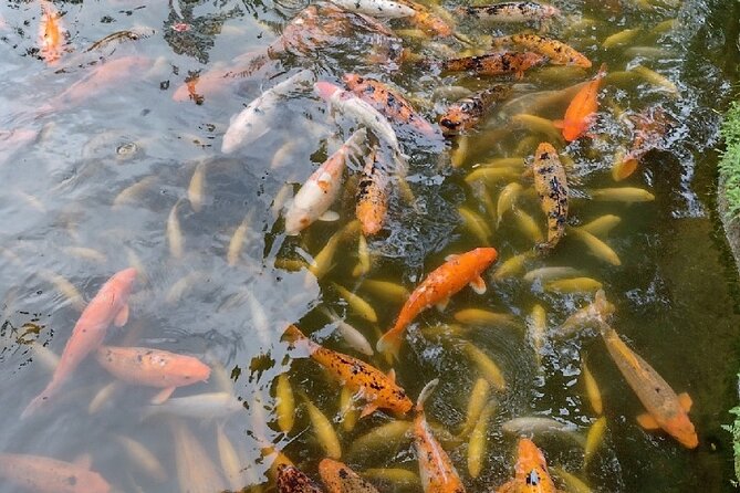Full Day Oahu Tour with Byodo Temple & Waimea Waterfalls - Tropical Farms macadamia outlet: tastings without the pressure