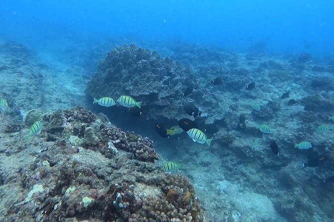 Guided Snorkel Tour for Beginners in Honolulu - The snorkeling lesson: how guides turn nerves into simple steps