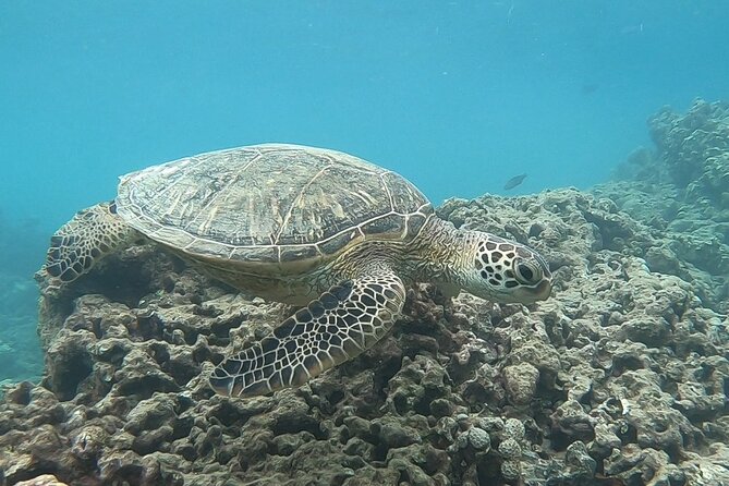 Hanauma Bay Guided Snorkeling Tour with Transportation - Why this Hanauma Bay tour feels low-stress