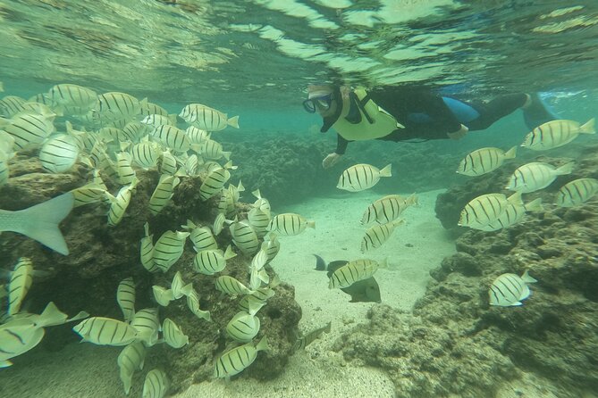 Hanauma Bay Guided Snorkeling Tour with Transportation - Entering Hanauma Bay Nature Preserve and the snorkeling window