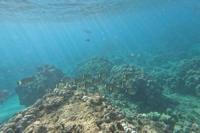 Hanauma Bay Guided Snorkeling Tour with Transportation - Included gear and small extras that make a big difference