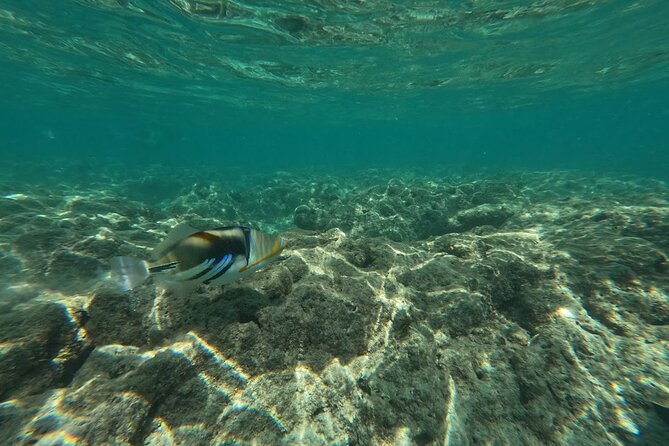 Hanauma Bay Guided Snorkeling Tour with Transportation - Cost and value: $115 plus the real Hanauma entry fee