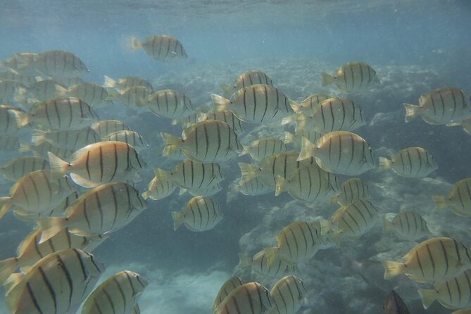 Hanauma Bay Guided Snorkeling Tour with Transportation - Weather and water comfort: what can change your plan