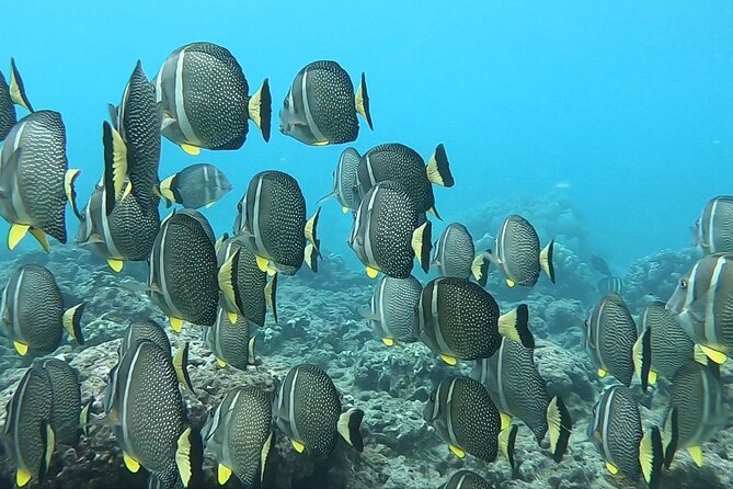 Hanauma Bay Guided Snorkeling Tour with Transportation - Who this Hanauma Bay guided snorkeling tour suits best