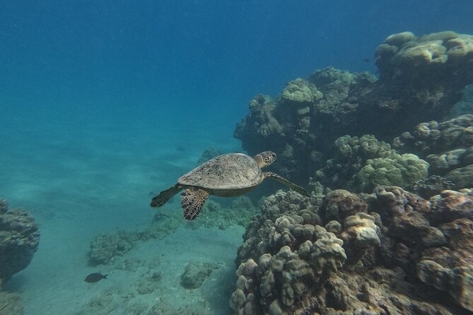 Hanauma Bay Guided Snorkeling Tour with Transportation - Waikiki transportation timing: early comfort or later crowds