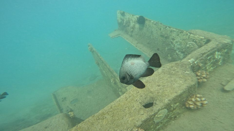 Honolulu: Beginner Scuba Diving Tour With Free Videos - Magic Island Lagoon: A Safe Start Near Waikiki