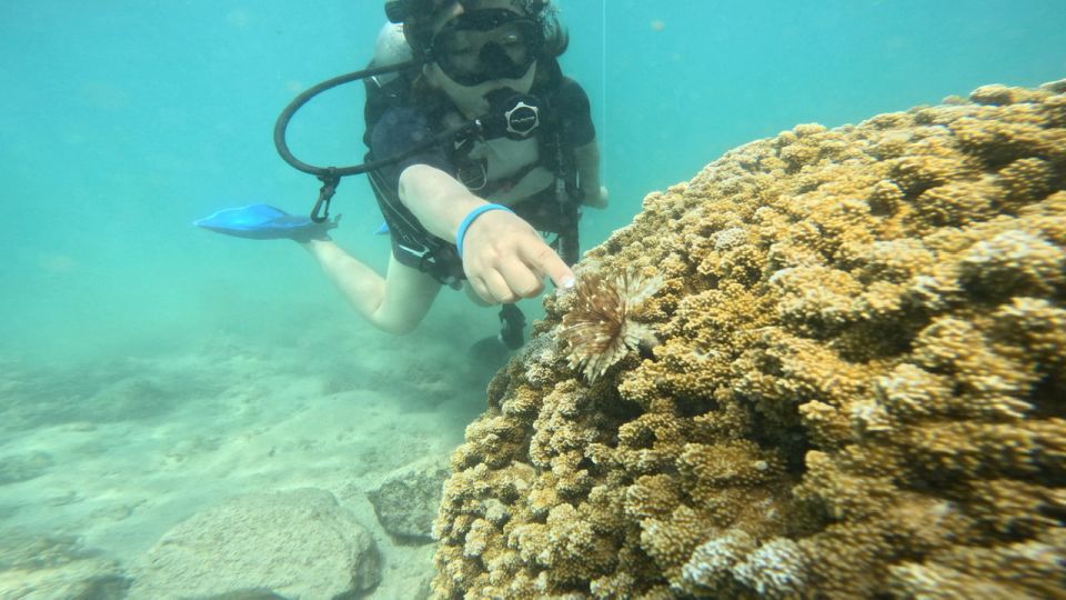 Honolulu: Beginner Scuba Diving Tour With Free Videos - Your 90-Minute Flow: Practice First, Then About 20 Minutes Underwater