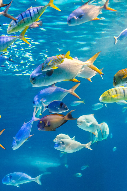 Honolulu: Glass Bottom Boat Tour along Oahu's South Shore - Quick Take on This Honolulu Glass-Bottom Boat