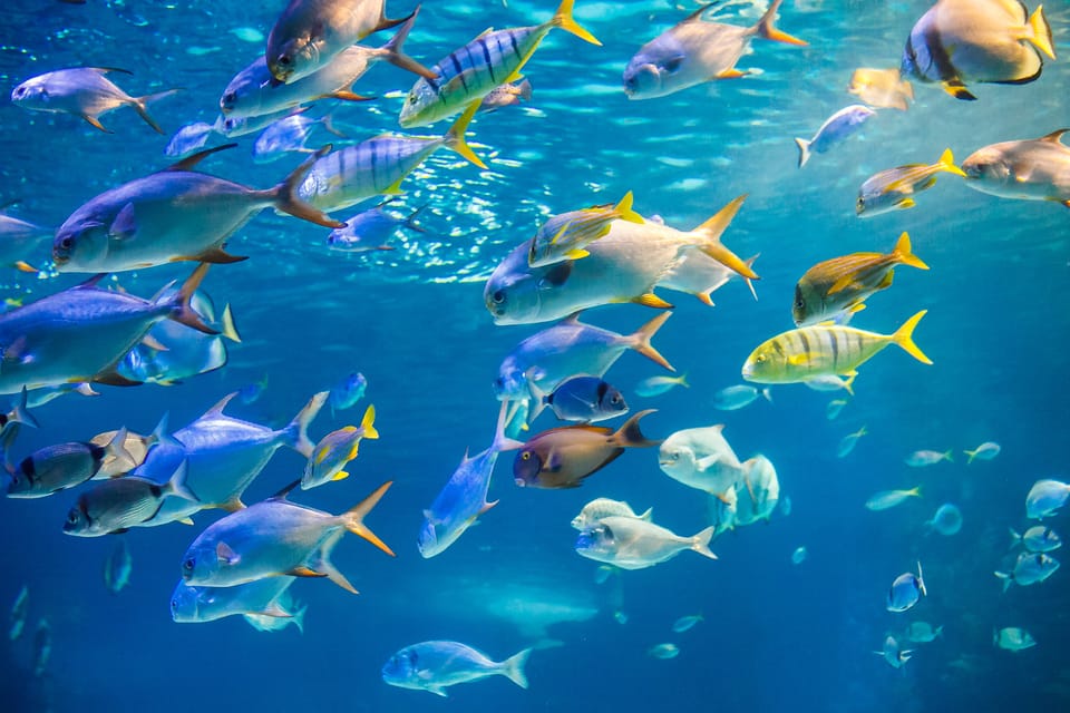Honolulu: Glass Bottom Boat Tour along Oahu's South Shore - The Reef and Shipwreck Segment: Where the Hour Gets Interesting