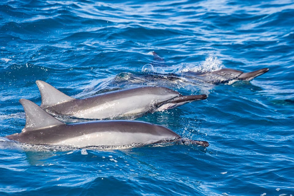 Honolulu: Glass Bottom Boat Tour along Oahu's South Shore - Captains, Guides, and the Play-by-Play You’ll Remember
