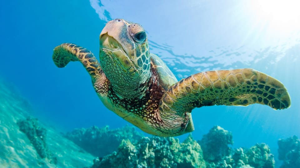 Honolulu: Glass Bottom Boat Tour along Oahu's South Shore - Should You Book This Honolulu Glass-Bottom Boat Tour?