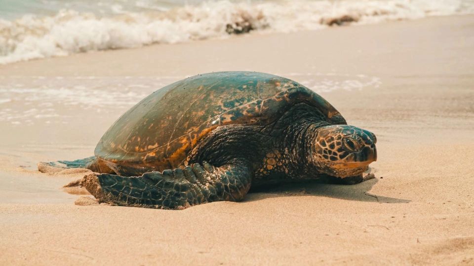Honolulu: Highlights of Oahu Small Group Tour - Key points to know before you go
