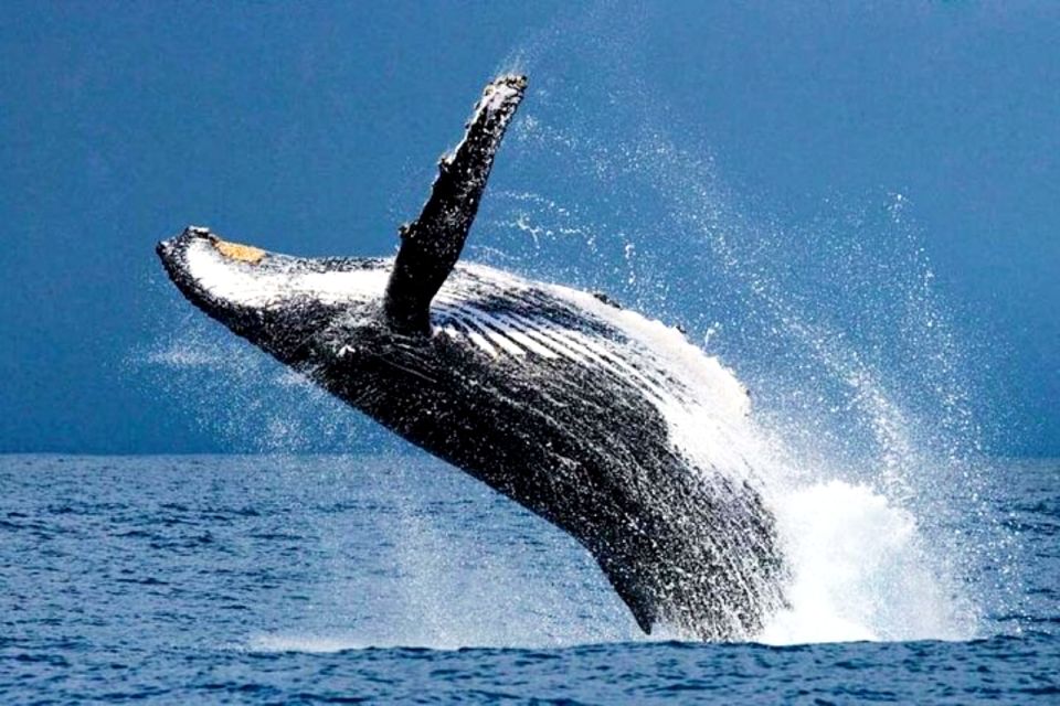 Honolulu, Oahu: Waikiki Whale Watching Cruise - Key things to know before you go
