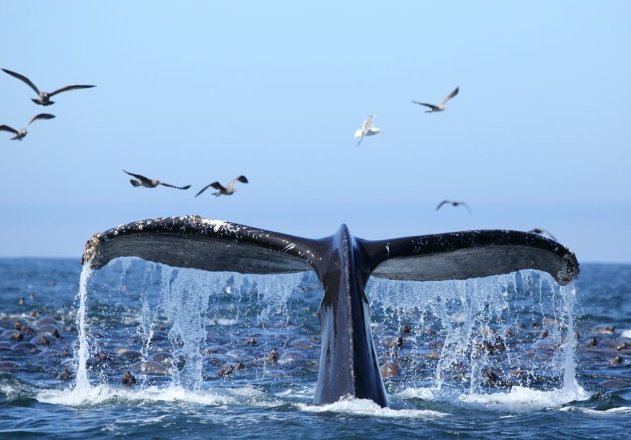 Honolulu, Oahu: Waikiki Whale Watching Cruise - Why humpback whales off Oahu feel like a culture-meets-nature moment