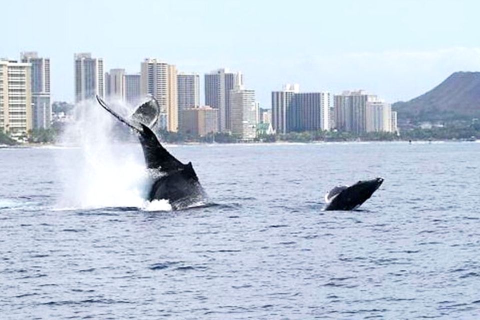 Honolulu, Oahu: Waikiki Whale Watching Cruise - Getting to Kewalo Basin: meeting point clarity you’ll be glad you checked