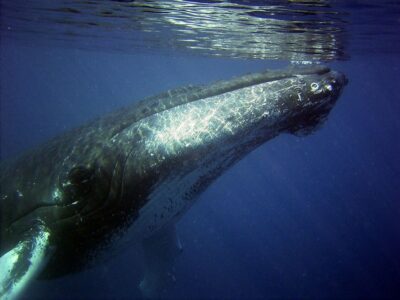 Honolulu, Oahu: Waikiki Whale Watching Cruise - Ocean Intrigue: how the boat layout affects your whale-spotting odds