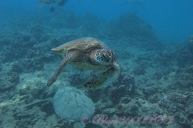 Incredibly Fun Coral Reef Giant Sea Turtles 4hour Boat Scuba Tour - Price and value: what $299 covers on this half-day