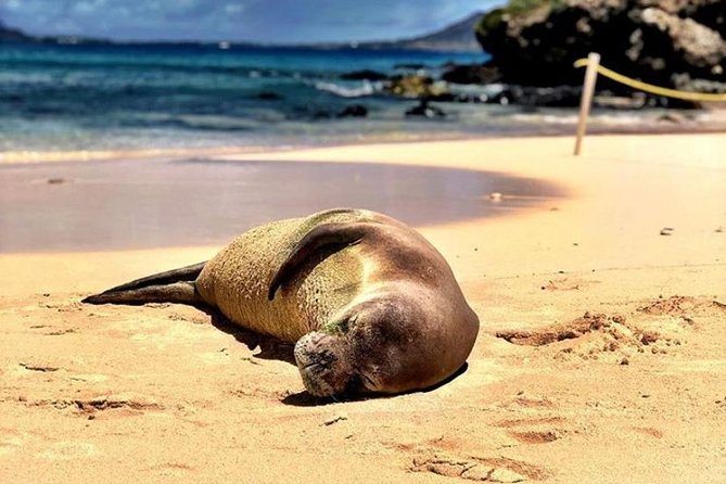 Kailua Bay, Oahu: Epic Kayak and Snorkel to Islands - Why Kailua Bay feels special early in the day