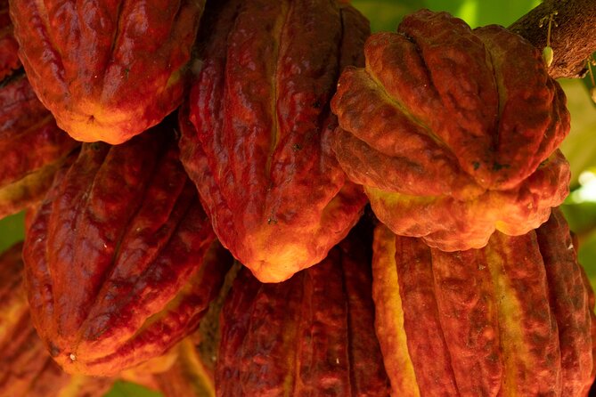 Kamananui Cacao Orchard Tour - The 1.5-Hour Flow: What Happens From Start to Finish