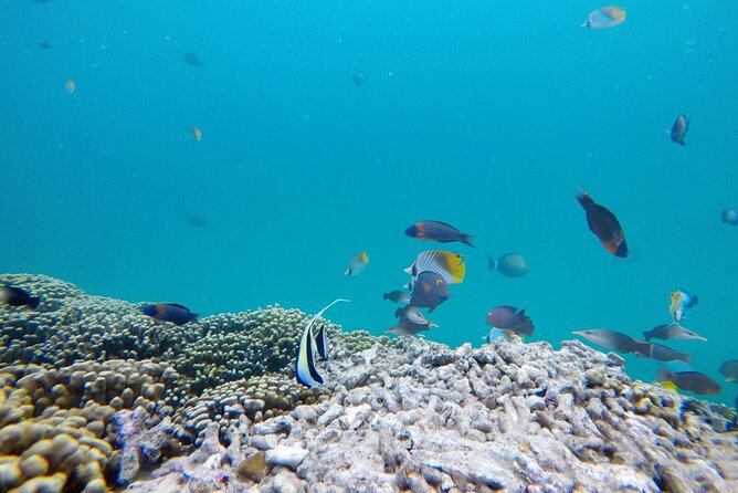 Kaneohe Sandbar Snorkeling Tour - 1st Tour - Stop 2: Snorkeling the Lagoon and Playing on the Sandbar