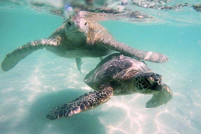 Kaneohe Sandbar Snorkeling Tour - 1st Tour - What’s Included, What’s Not, and How to Prepare Like a Pro