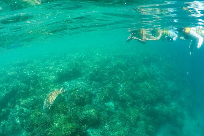 Kaneohe Sandbar Snorkeling Tour - 1st Tour - Price and Value: Why $169 Can Still Make Sense