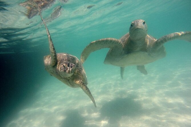 Kaneohe Sandbar Snorkeling Tour - 2nd Tour - Snorkeling at Kaneohe Bay: What You’ll Actually Do