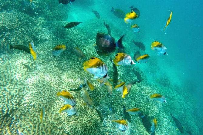 Kaneohe Sandbar Snorkeling Tour - 2nd Tour - Price and Value: Does $158.86 Make Sense?