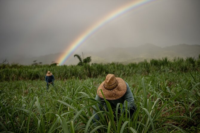 Kō Hana Hawaiian Rum Distillery Tour and Tasting for One - Price and value: $25 for a focused 45–60 minute rum education