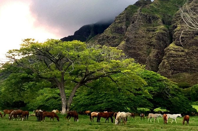 Kualoa Ranch - Horseback Walking Tour - Horses, safety, and what to listen for