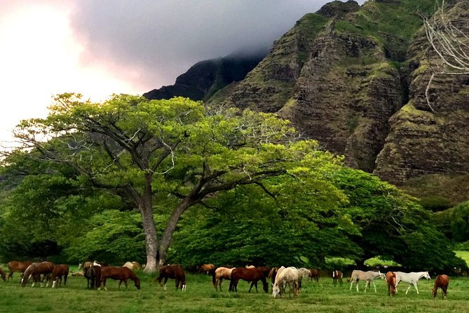 Kualoa Ranch - Horseback Walking Tour - Ka’a’awa Jurassic Valley: why the scenery is the whole point
