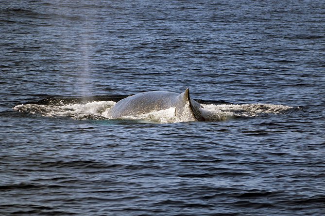 Luxury Snorkel Cruise, Local Buffet with Whale & Dolphin Watch - The Hawaiian buffet and drinks: value and what to expect