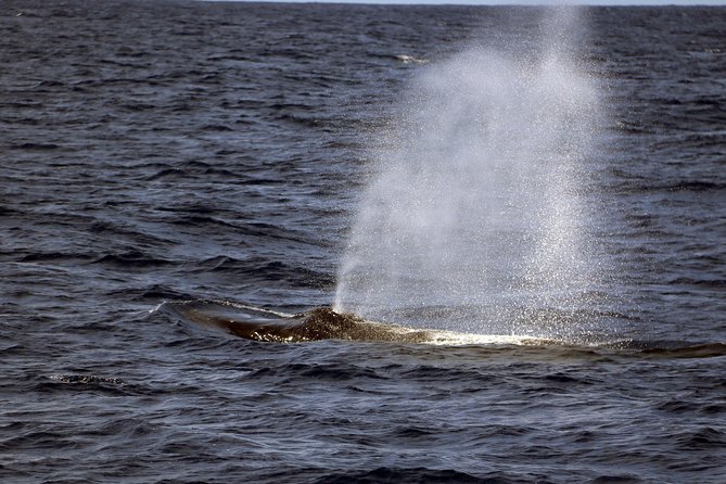 Luxury Snorkel Cruise, Local Buffet with Whale & Dolphin Watch - The onboard photo experience: why it’s not just a gimmick