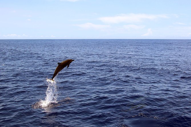 Luxury Snorkel Cruise, Local Buffet with Whale & Dolphin Watch - What makes this cruise a good deal at $174 per person