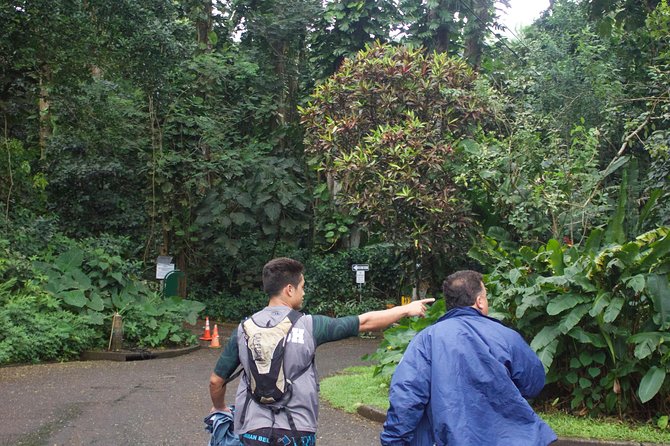 Manoa Falls Rainforest & Self-Guided Hike - Manoa Falls in one clear idea: nature first, then the falls