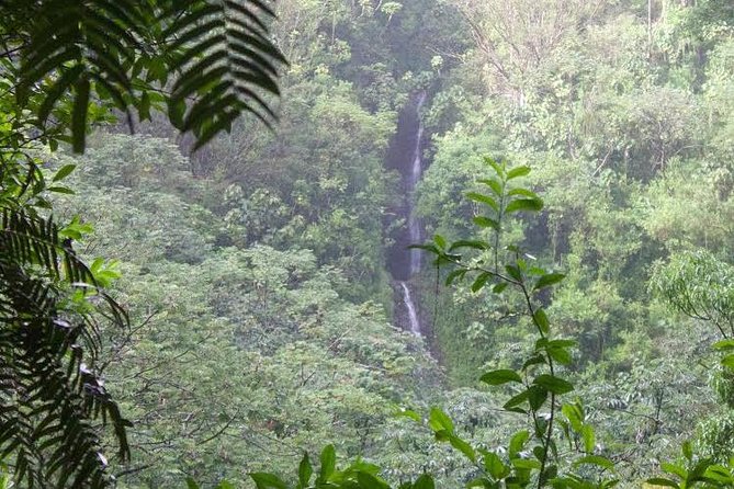 Manoa Falls Rainforest & Self-Guided Hike - The hike itself: short distance, steep legs, and a rainforest that stays wet