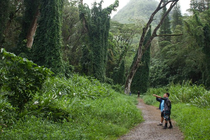 Manoa Falls Rainforest & Self-Guided Hike - Stop at Manoa Falls: what the 150-foot payoff feels like
