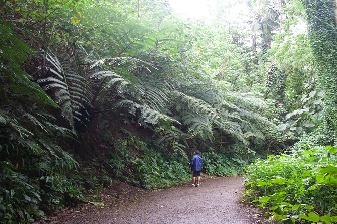 Manoa Falls Rainforest & Self-Guided Hike - Included gear: water, bug spray, and the walking stick you’ll actually use