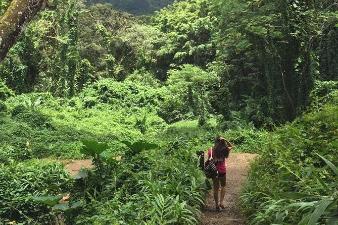 Manoa Falls Rainforest & Self-Guided Hike - Rain or shine: plan for slippery rock and uneven steps