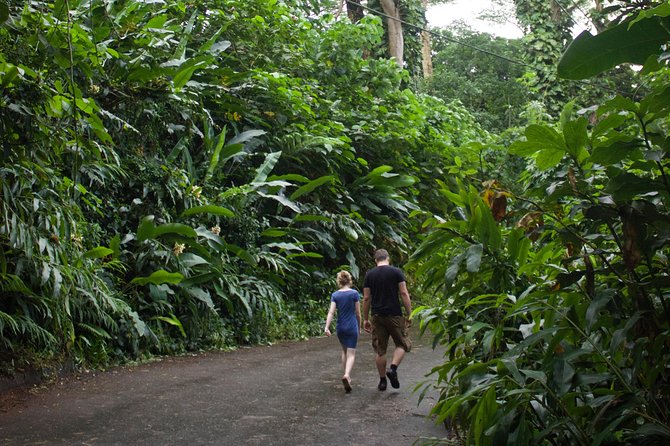 Manoa Falls Rainforest & Self-Guided Hike - Transportation + hiking time: how to keep the day from feeling rushed