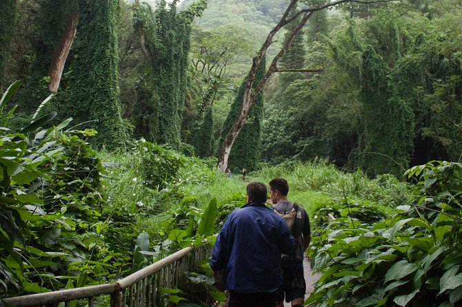 Manoa Falls Rainforest & Self-Guided Hike - Price and value: is $52.99 worth it for this particular mix